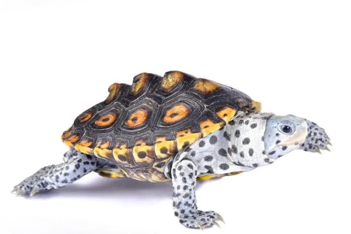 Framed Print : Ornate diamondback terrapin, Malaclemys terrapin macrospilota Framed Print : Ornate diamondback terrapin, Malaclemys terrapin macrospilota