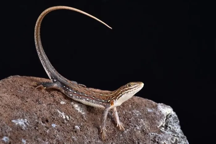 Framed Print : The Ornate Sandveld Lizard (Nucras ornata) is a medium sized, diurnal, lizard species found in Southern Africa Framed Print : The Ornate Sandveld Lizard (Nucras ornata) is a medium sized, diurnal, lizard species found in Southern Africa