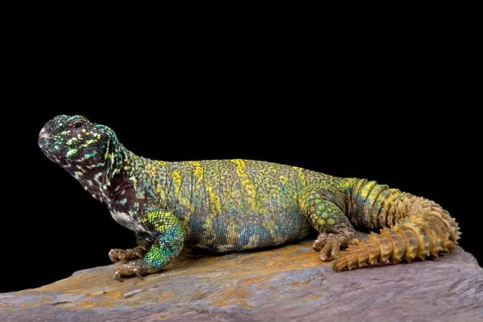 Framed Print : Ornate spiny-tailed lizard (Uromastyx ornata ornata) Framed Print : Ornate spiny-tailed lizard (Uromastyx ornata ornata)