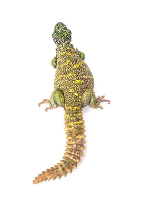 Framed Print : Ornate spiny-tailed lizard (Uromastyx ornata ornata) Framed Print : Ornate spiny-tailed lizard (Uromastyx ornata ornata)