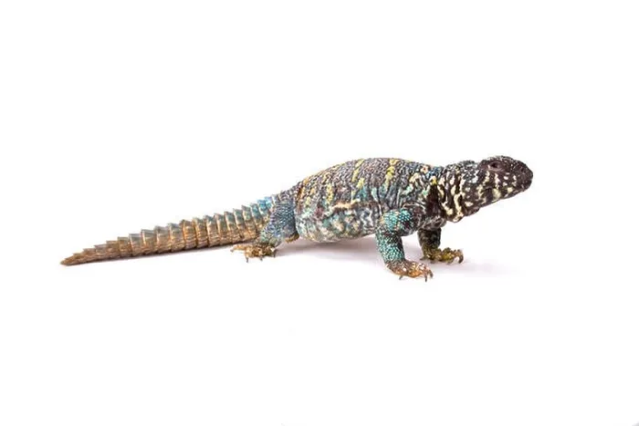Framed Print : Ornate spiny-tailed lizard (Uromastyx ornata ornata)