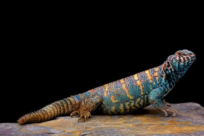 Framed Print : Ornate spiny-tailed lizard (Uromastyx ornata ornata) Framed Print : Ornate spiny-tailed lizard (Uromastyx ornata ornata)