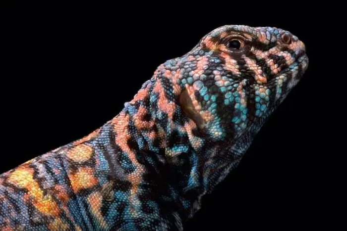 Framed Print : Ornate spiny-tailed lizard (Uromastyx ornata ornata) Framed Print : Ornate spiny-tailed lizard (Uromastyx ornata ornata)