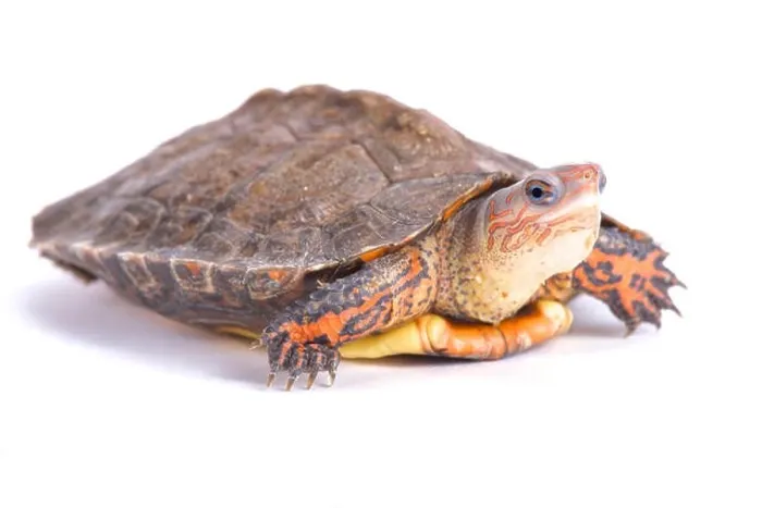 Framed Print : Ornate wood turtle, Rhinoclemmys pulcherrima manni Framed Print : Ornate wood turtle, Rhinoclemmys pulcherrima manni