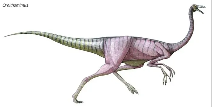 Framed Print : Ornithomimus, late Cretaceous dinosaur Framed Print : Ornithomimus, late Cretaceous dinosaur