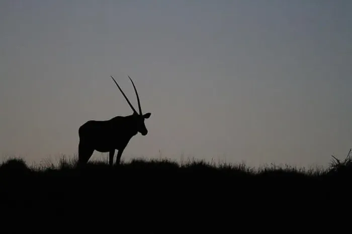 Framed Print : Oryx at Sunset, Namibia Framed Print : Oryx at Sunset, Namibia