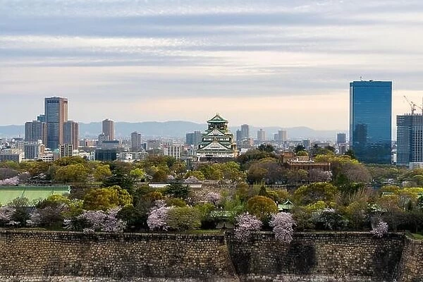 Osaka castle with cherry blossom and Osaka center business dictrick in background atOsaka, Japan. Japan spring beautiful scene