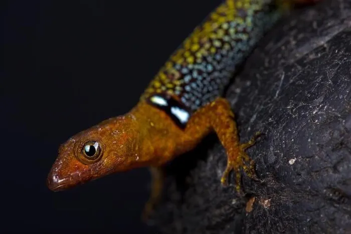 Framed Print : O'Shaughnessy's Gecko (Gonatodes concinnatus)
