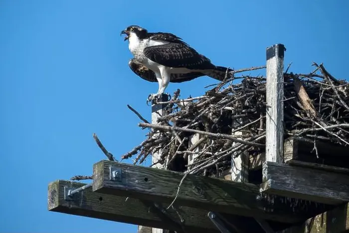 Framed Print : Osprey calling from high nest on clear day in Nova Scotia Framed Print : Osprey calling from high nest on clear day in Nova Scotia