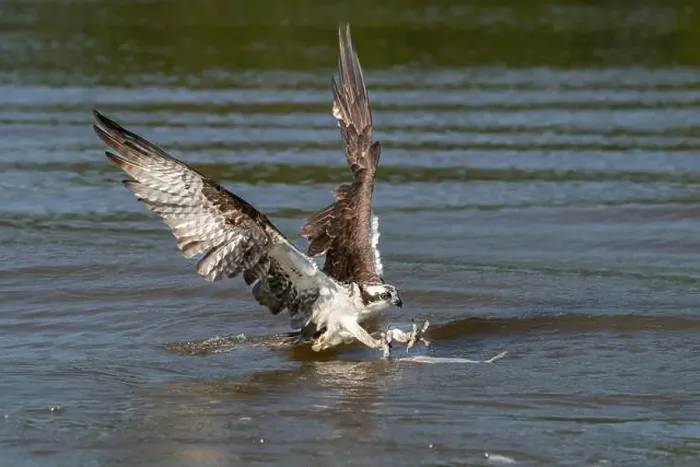 Framed Print : An osprey catching a fish Framed Print : An osprey catching a fish