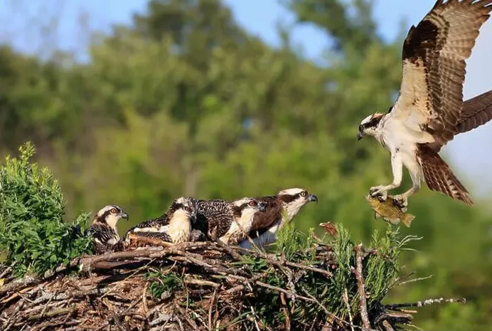 Framed Print : Osprey family into the nest, the male is landing with a fish, Canada Framed Print : Osprey family into the nest, the male is landing with a fish, Canada