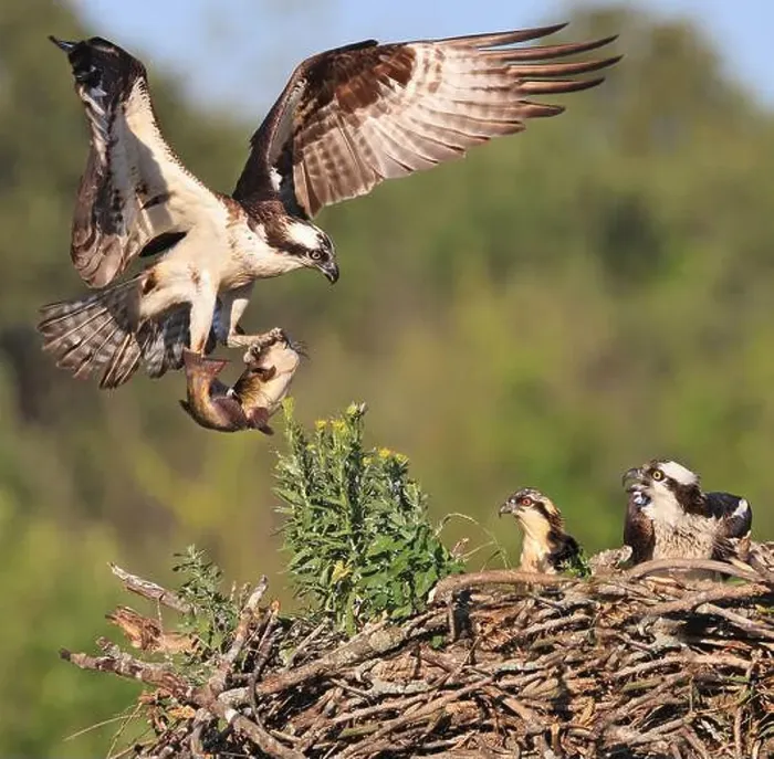 Framed Print : Osprey family into the nest, the male is landing with a fish, Canada Framed Print : Osprey family into the nest, the male is landing with a fish, Canada