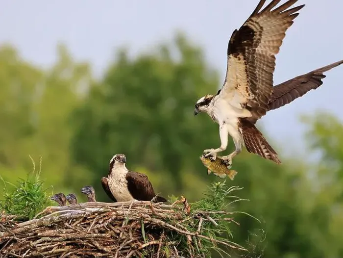 Framed Print : Osprey family into the nest, the male is landing with a fish, Canada Framed Print : Osprey family into the nest, the male is landing with a fish, Canada