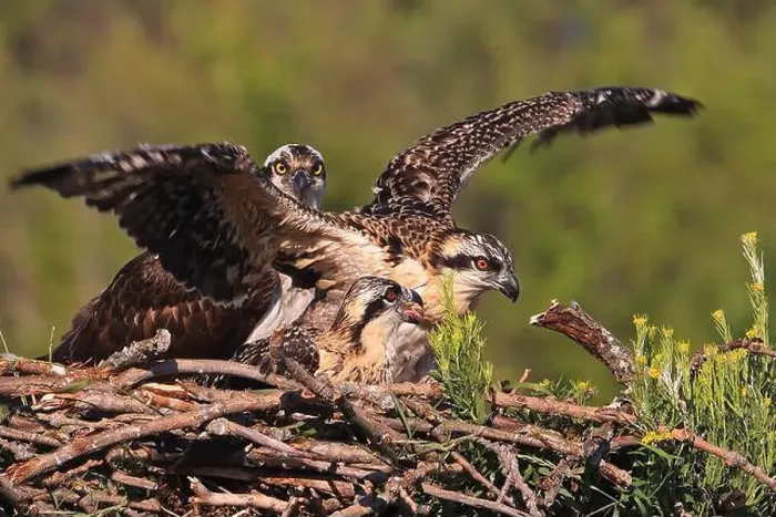 Framed Print : Osprey family into the nest, Quebec, Canada Framed Print : Osprey family into the nest, Quebec, Canada