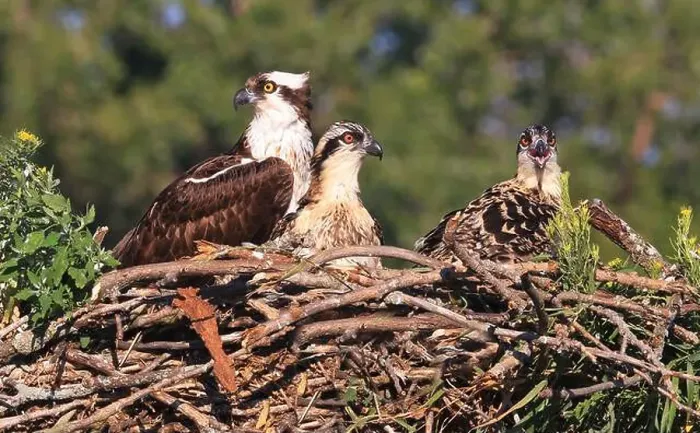 Framed Print : Osprey family into the nest, Quebec, Canada