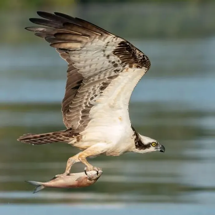 Framed Print : An Osprey with a Fish Framed Print : An Osprey with a Fish