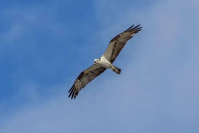Framed Print : Osprey in flight, Merritt Island National Wildlife Refuge, Florida Framed Print : Osprey in flight, Merritt Island National Wildlife Refuge, Florida