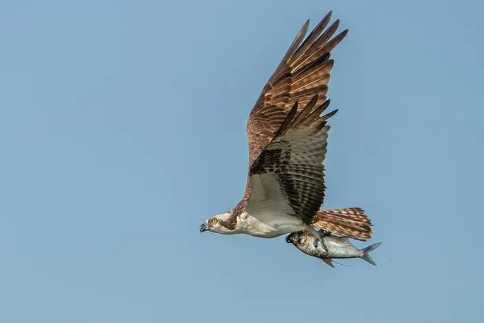 Framed Print : An Osprey in flight with a shad in it's talons Framed Print : An Osprey in flight with a shad in it's talons