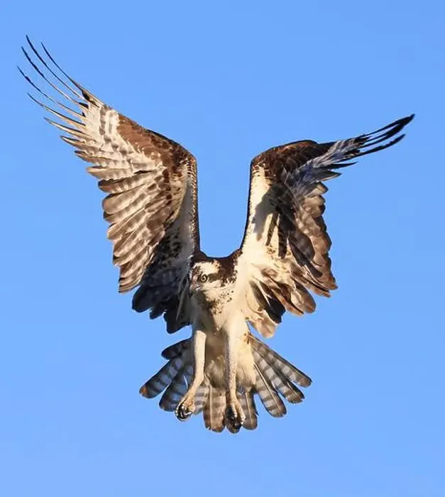 Framed Print : Osprey flying on the blue sky background, Canada Framed Print : Osprey flying on the blue sky background, Canada