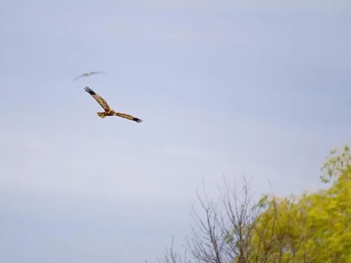 Framed Print : Osprey flying in the sky Framed Print : Osprey flying in the sky