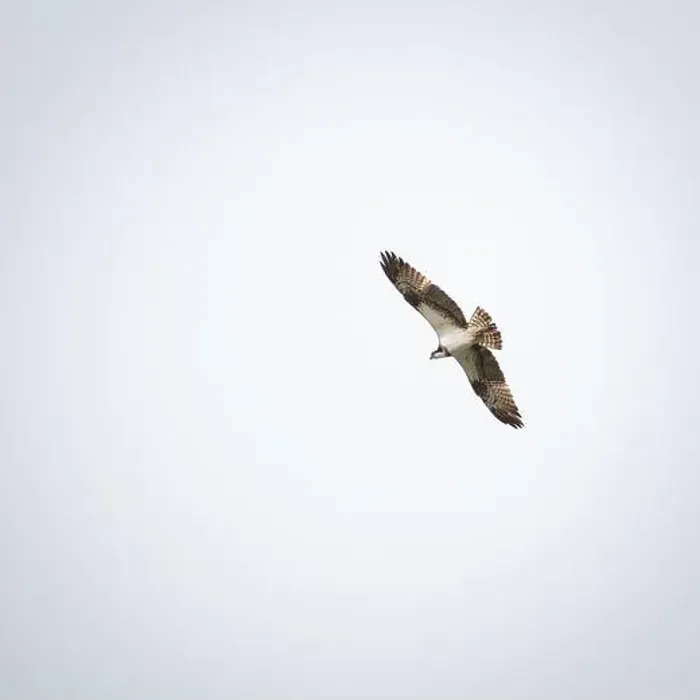 Framed Print : Osprey flying in the sky Framed Print : Osprey flying in the sky