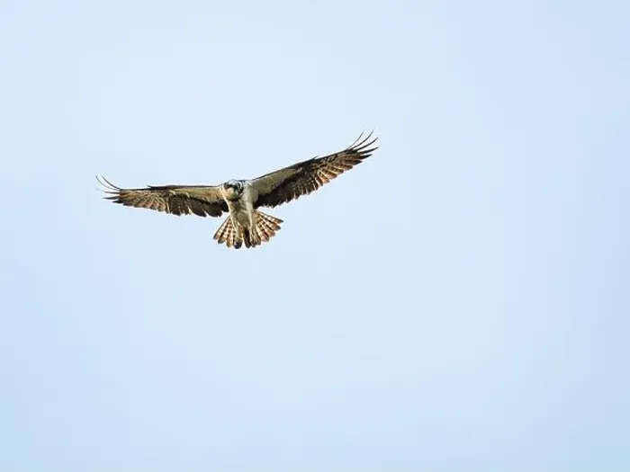 Framed Print : Osprey flying in the sky Framed Print : Osprey flying in the sky