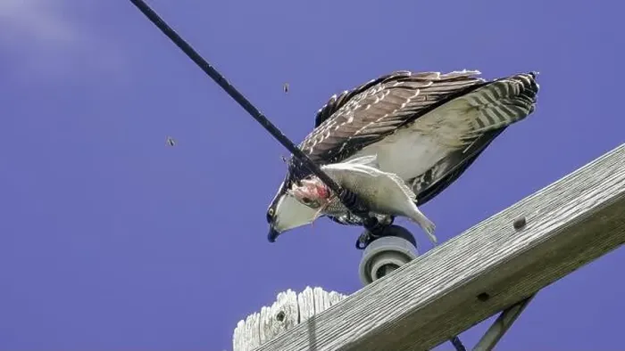 Framed Print : An osprey holds a freshly caught fish, balancing on a utility pole as it prepares to eat under a bright blue sky Framed Print : An osprey holds a freshly caught fish, balancing on a utility pole as it prepares to eat under a bright blue sky