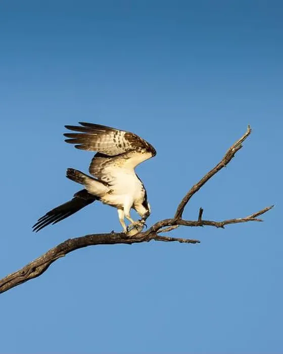 Framed Print : Osprey (Pandion haliaetus) prepares enjoying the evening catch. Page Springs, AZ, USA Framed Print : Osprey (Pandion haliaetus) prepares enjoying the evening catch. Page Springs, AZ, USA
