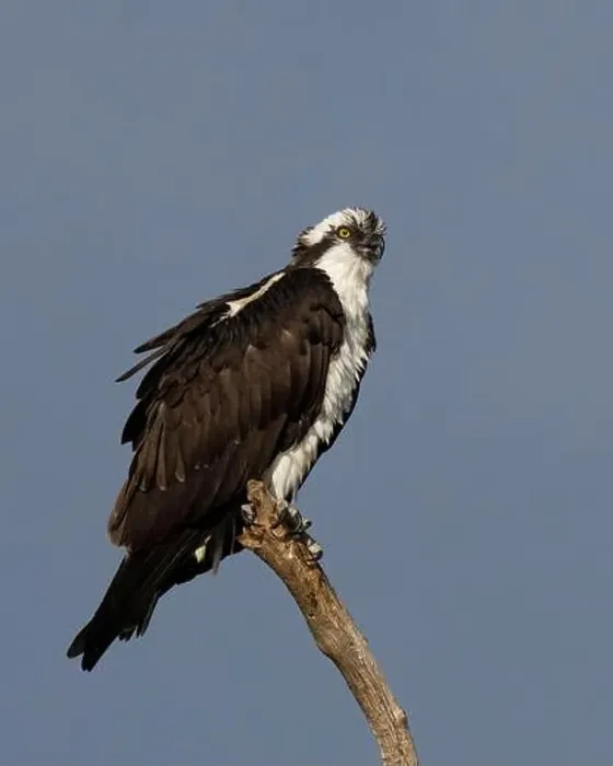 Framed Print : Osprey (Pandion haliaetus) Sacramento County California USA Framed Print : Osprey (Pandion haliaetus) Sacramento County California USA