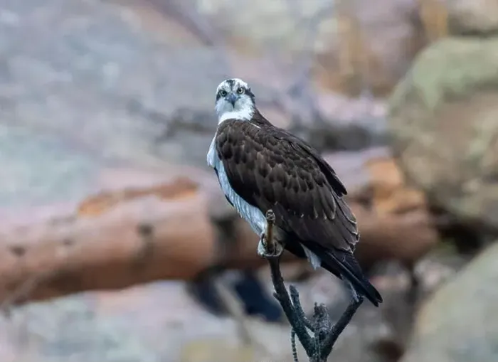 Framed Print : Osprey posing on a cliff in Eleven Mile Canyon Colorado Framed Print : Osprey posing on a cliff in Eleven Mile Canyon Colorado