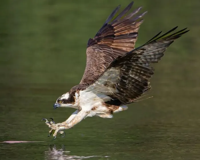 Framed Print : Osprey Ready to take a Fish Framed Print : Osprey Ready to take a Fish