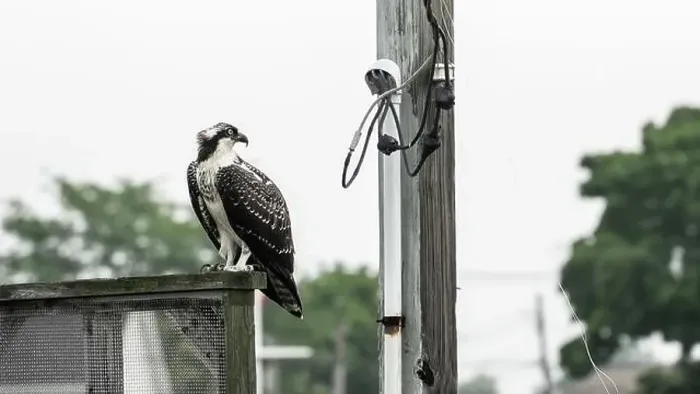 Framed Print : An osprey stands on a wooden railing beside a utility pole, surveying the area in overcast weather Framed Print : An osprey stands on a wooden railing beside a utility pole, surveying the area in overcast weather