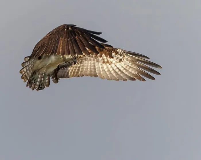 Framed Print : An osprey stops midair in search of its prey Framed Print : An osprey stops midair in search of its prey