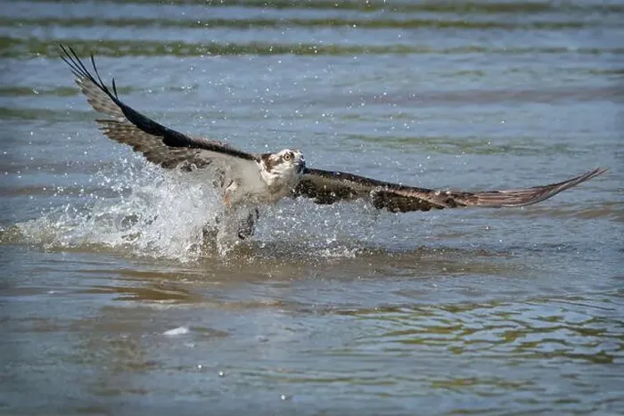Framed Print : An osprey taking off from the water Framed Print : An osprey taking off from the water