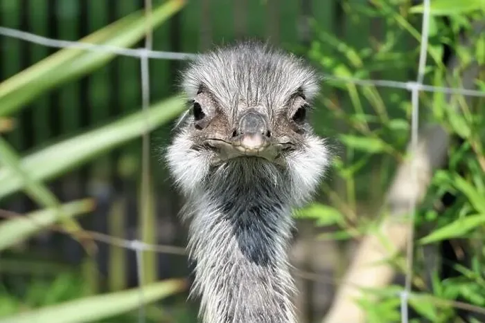 Framed Print : Ostriches Framed Print : Ostriches