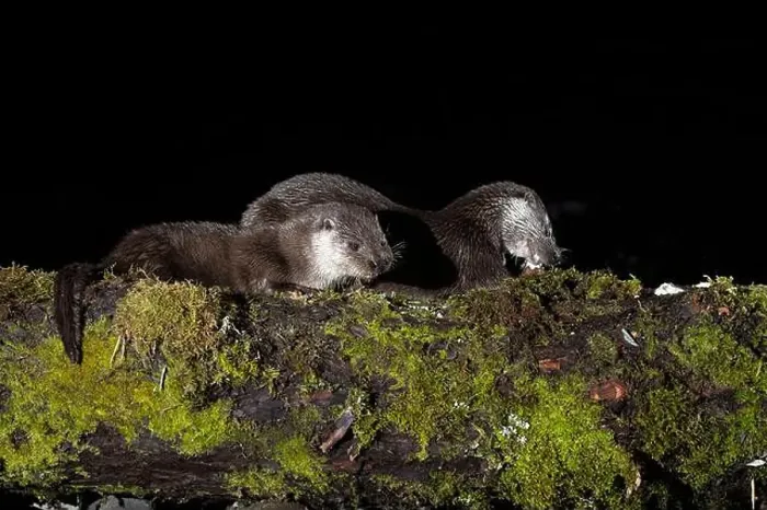 Framed Print : Otter family on a mountain river in the early evening of a winter day Framed Print : Otter family on a mountain river in the early evening of a winter day