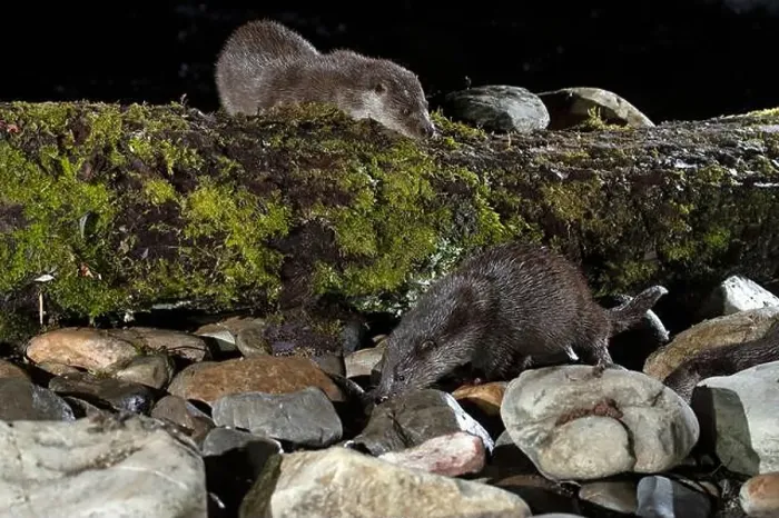 Framed Print : Otter family on a mountain river in the early evening of a winter day Framed Print : Otter family on a mountain river in the early evening of a winter day