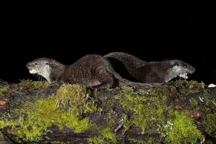 Framed Print : Otter family on a mountain river in the early evening of a winter day Framed Print : Otter family on a mountain river in the early evening of a winter day