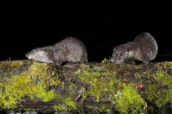 Framed Print : Otter family on a mountain river in the early evening of a winter day Framed Print : Otter family on a mountain river in the early evening of a winter day