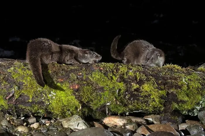 Framed Print : Otter family on a mountain river in the early evening of a winter day Framed Print : Otter family on a mountain river in the early evening of a winter day