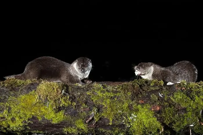 Framed Print : Otter family on a mountain river in the early evening of a winter day Framed Print : Otter family on a mountain river in the early evening of a winter day