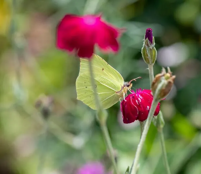 Framed Print : Outdoor bright color macro photo of a single yellow brimstone butterfly sitting on an red crown campion blossom with Framed Print : Outdoor bright color macro photo of a single yellow brimstone butterfly sitting on an red crown campion blossom with