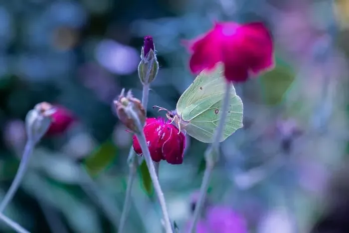 Framed Print : Outdoor bright color macro of a single yellow green brimstone butterfly sitting on an red crown campion blossom