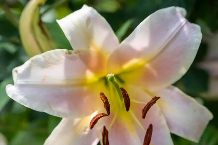 Framed Print : Outdoor bright floral color macro of the inner center of a single isolated sunlit white lily blossom on natural blurred Framed Print : Outdoor bright floral color macro of the inner center of a single isolated sunlit white lily blossom on natural blurred