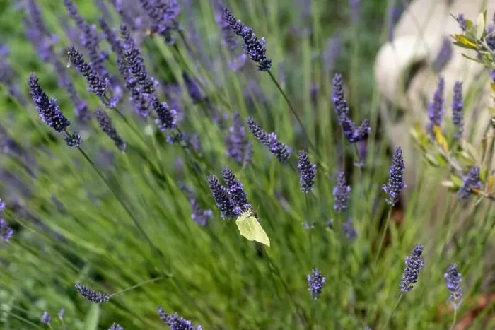 Framed Print : Outdoor color macro of a single isolated green yellow brimstone butterfly sitting on a lavender blossom Framed Print : Outdoor color macro of a single isolated green yellow brimstone butterfly sitting on a lavender blossom
