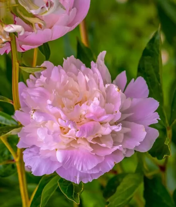 Framed Print : Outdoor colorful floral macro of a single isolated white pink flowering sunlit open delicate filigree peony blossom Framed Print : Outdoor colorful floral macro of a single isolated white pink flowering sunlit open delicate filigree peony blossom