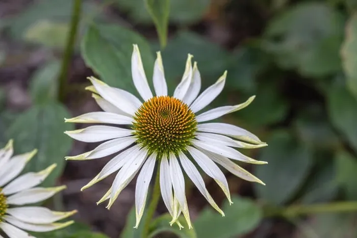 Framed Print : Outdoor floral color macro pf a wide open single isolated white coneflower / echinacea blossom on natural green blurred Framed Print : Outdoor floral color macro pf a wide open single isolated white coneflower / echinacea blossom on natural green blurred