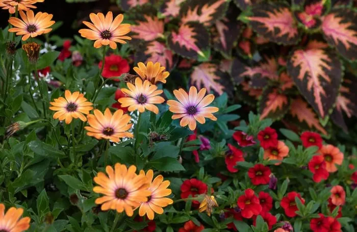 Framed Print : Outdoor floral colorful macro of violet orange cape / african daisy blossoms in a bouquet with painted Framed Print : Outdoor floral colorful macro of violet orange cape / african daisy blossoms in a bouquet with painted