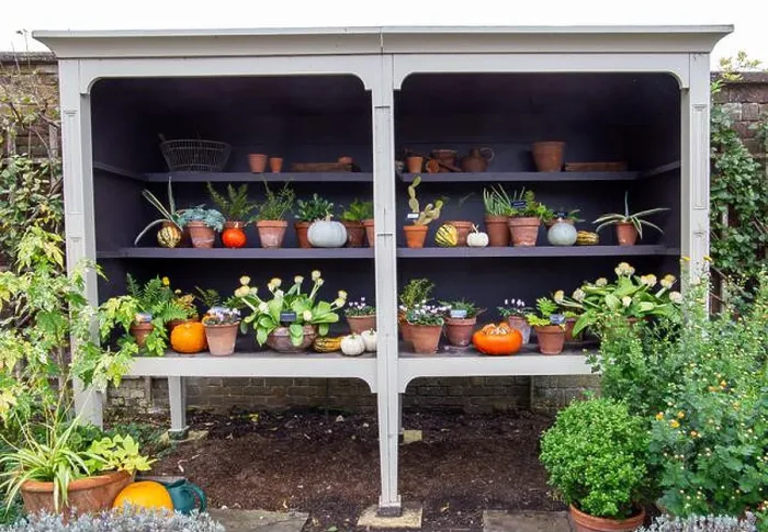 Framed Print : Outdoor shelving unit filled with various potted plants, pumpkins, and gourds, showcasing a vibrant garden scene Framed Print : Outdoor shelving unit filled with various potted plants, pumpkins, and gourds, showcasing a vibrant garden scene