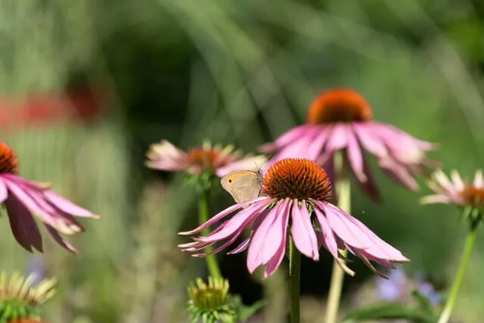 Framed Print : Outdoor summer / spring color image of a single meadow brown butterfly sitting on a purple echinacea / coneflower blossom Framed Print : Outdoor summer / spring color image of a single meadow brown butterfly sitting on a purple echinacea / coneflower blossom